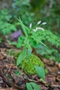 White Helleborine orchid under mount Olympus over Dion village in Greece Royalty Free Stock Photo