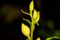 White helleborine, orchid of Germany Royalty Free Stock Photo