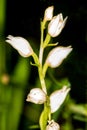 White helleborine, orchid of Germany Royalty Free Stock Photo