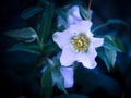White Helleborus flower