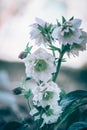 White helleborus flower with green leaves in backlit background Royalty Free Stock Photo