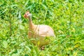 White helmeted guineafowl bird Royalty Free Stock Photo