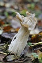 White Helvella Fungus