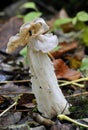 White Helvella Fungus Royalty Free Stock Photo