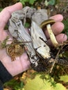 White helvella and LBM Royalty Free Stock Photo