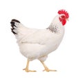 White hen Royalty Free Stock Photo