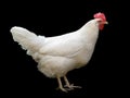 White hen Royalty Free Stock Photo