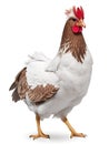 White hen ai Generate image