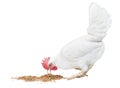 The white hen eats feed