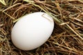 White hen egg Royalty Free Stock Photo