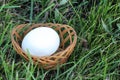 White hen egg in a basket on a grass Royalty Free Stock Photo