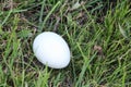 White hen egg on a grass Royalty Free Stock Photo