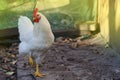 White hen on farm background. Domestic cock in a village Royalty Free Stock Photo