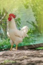 White hen on farm background. Domestic cock in a village Royalty Free Stock Photo