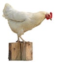 White hen isolated on white background. Royalty Free Stock Photo