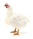 White hen isolated. Royalty Free Stock Photo
