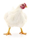 White hen isolated Royalty Free Stock Photo