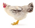 white hen isolated Royalty Free Stock Photo
