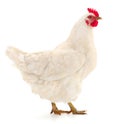 White hen isolated Royalty Free Stock Photo