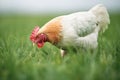 white hen pecking grains on green grass Royalty Free Stock Photo