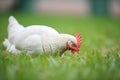 white hen pecking grains on green grass Royalty Free Stock Photo