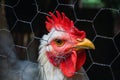 White hen with red parts Royalty Free Stock Photo