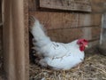 White hen laying an egg Royalty Free Stock Photo