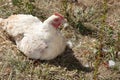 White hen sitting in the garden lays a chicken egg in coop hens house at home garden Royalty Free Stock Photo