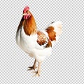 white hen on transparent background Royalty Free Stock Photo