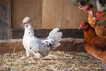 The white hen walks like a commander on the straw in front of the other brown hens Royalty Free Stock Photo