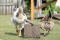 White hens with black spots walk in the yard next to the feeder Royalty Free Stock Photo