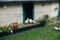 White hens and chickens are walking and eating in the village yard. Rustic style countryside photo. Domestic animals outdoors.