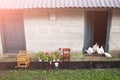 White hens and chickens are walking and eating in the village yard. Rustic style countryside photo. Domestic animals outdoors.