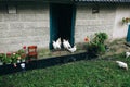 White hens and chickens are walking and eating in the village yard. Rustic style countryside photo. Domestic animals outdoors.