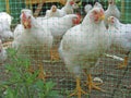 White broiler hens of 2 months old Royalty Free Stock Photo