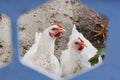 White hens walking around the farm