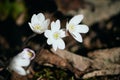 White Hepatica nobilis by Olterudelva River