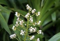 White herbal flowers, Xiphidium caeruleum, Rio