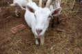 White herd goats in farm