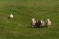 White Herding Dog Moves Four Sheep Ovis aries Through Field Royalty Free Stock Photo