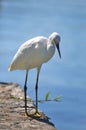 White Heron