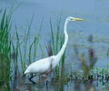 White Heron Royalty Free Stock Photo