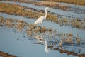 White heron Ardea alba at sunset in a flooded rice field in Albufera natural park, Valencia, Spain. Magic colors and perfect