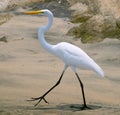 White heron (Ardea herodias)