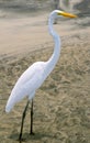 White heron (Ardea herodias)