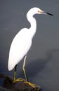 White heron big bird at ocean in Los Cabos Mexico, beautiful majestic creature