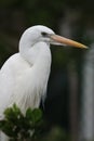 White Heron bird