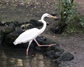 White Heron bird stock photo. White Heron bird close-up profile view marching with rocks and foliage background