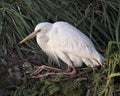 White Heron Bird Stock Photos. Image. Portrait. Picture. Close-up profile view. Resting on rock and foliage. Beautiful white bird