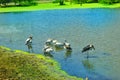 White heron bird in nice scenery Royalty Free Stock Photo